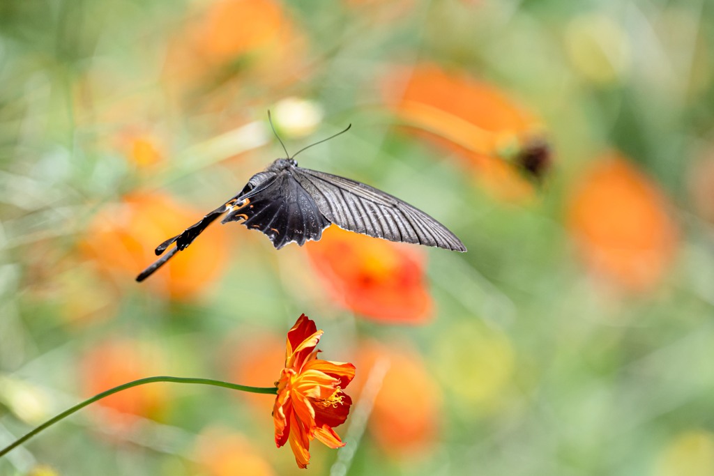 Flying Shadow 2