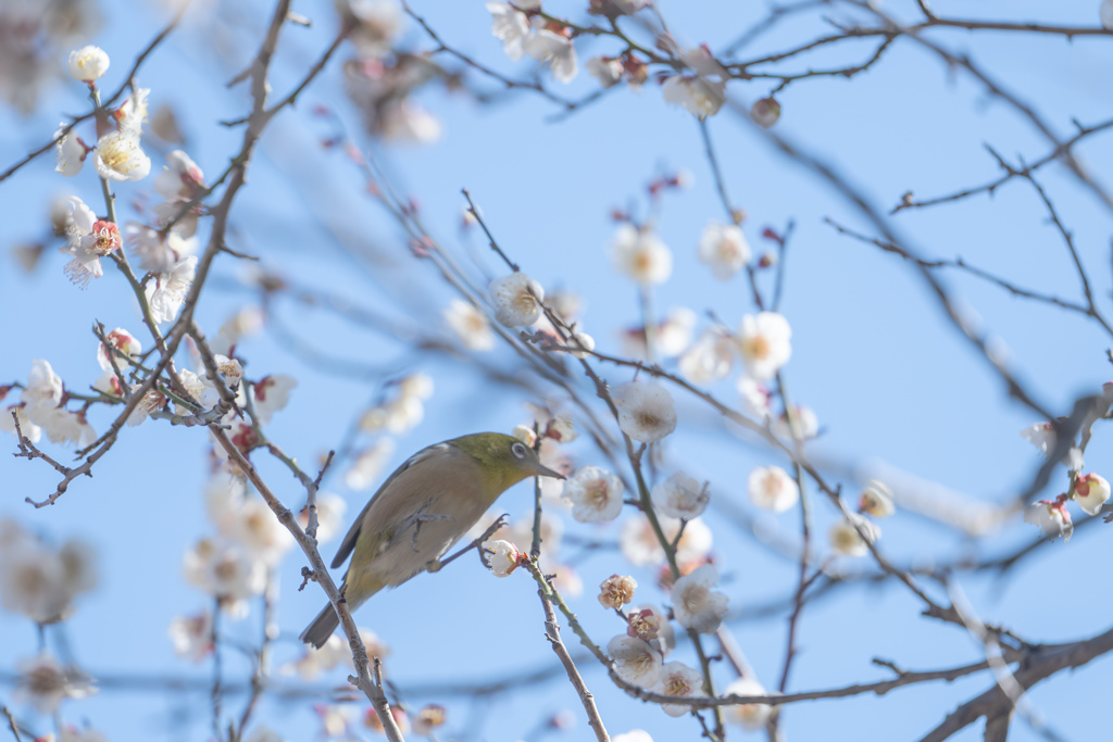 梅じろー ※要リベンジ