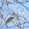 梅じろー ※要リベンジ