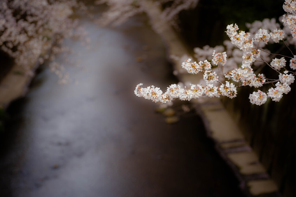 一か月分の桜