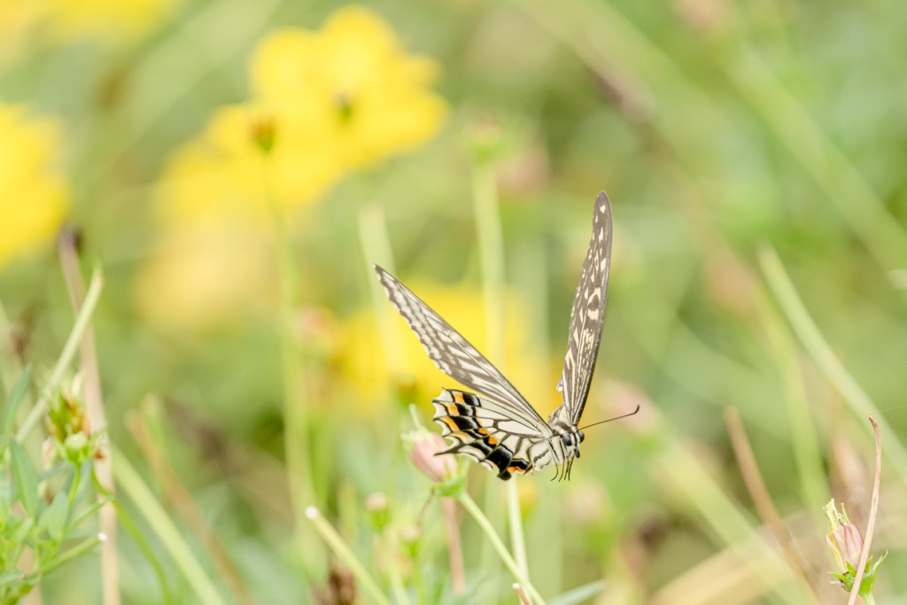 Flying Butterfly