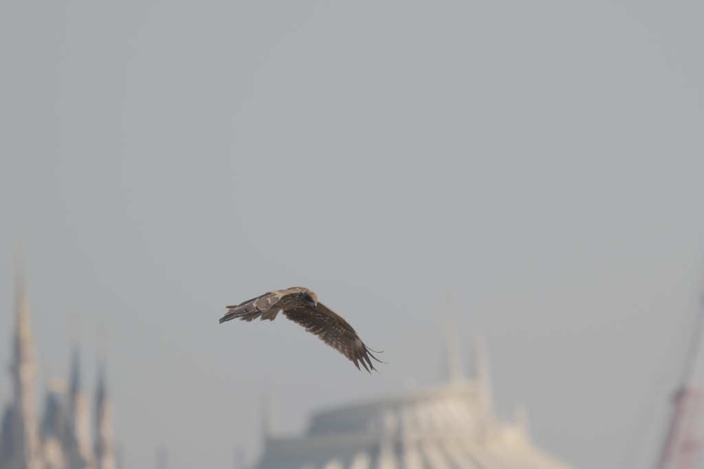 探鳥地探し
