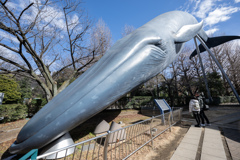 上野のクジラ