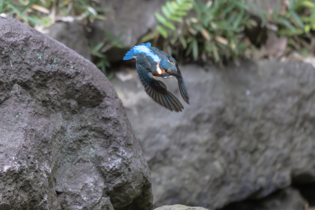 いつぞやのカワセミさん