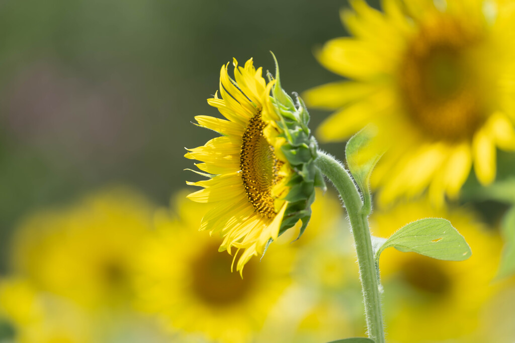 夏の花III