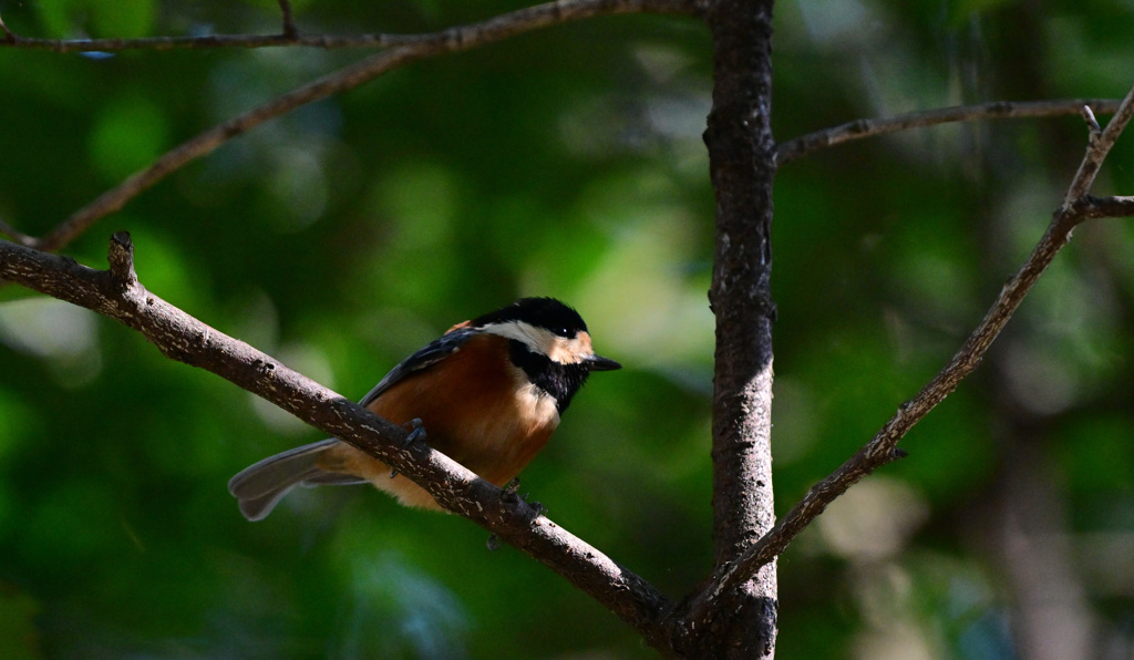 The Forest Storker