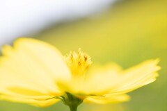 花の丘から