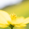 花の丘から