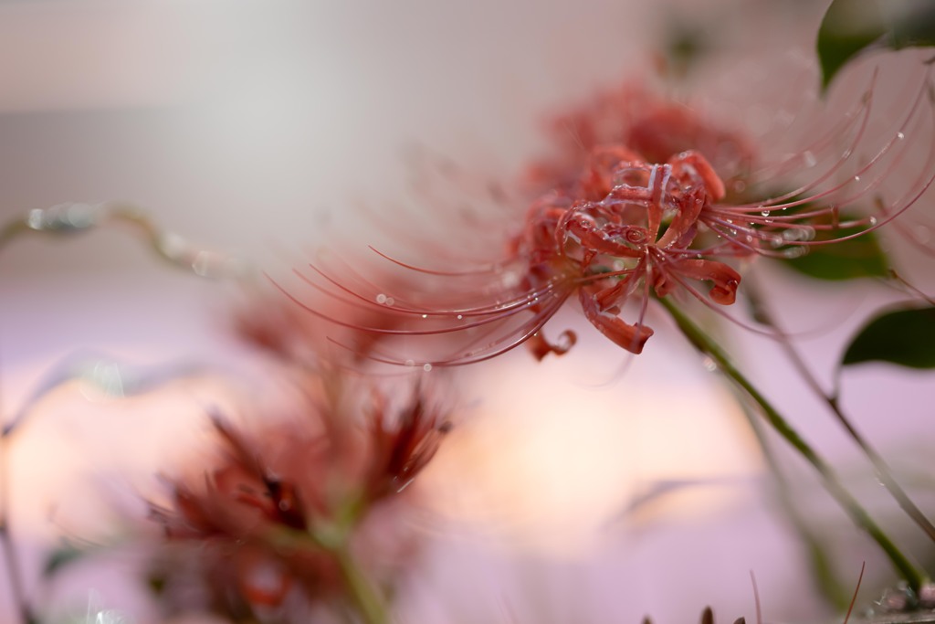 雨上がりの曼殊沙華