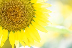 Flower the Sun