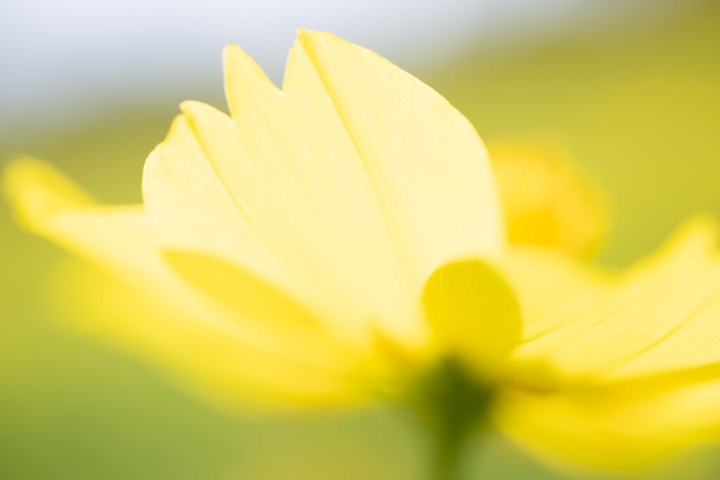 輝く花びら