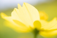 輝く花びら