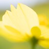 輝く花びら