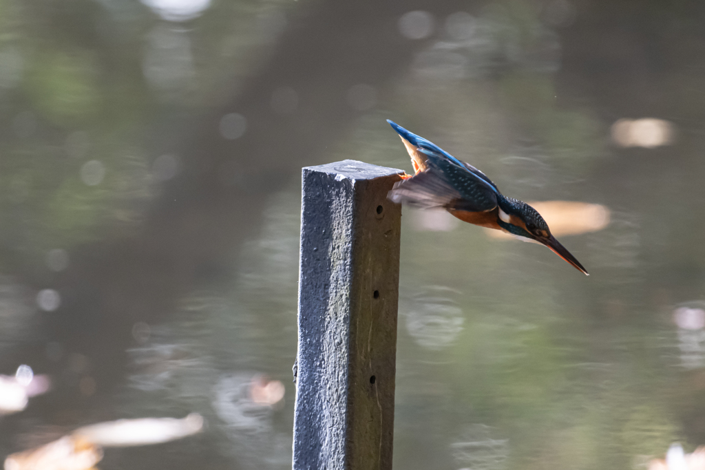 スモールダイバー