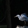 陽の当たる場所で