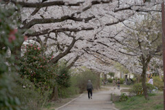 春の散歩道