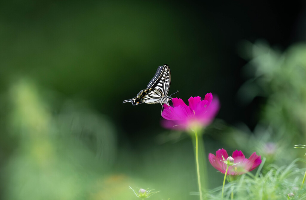 幻想の世界で