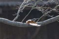 飛び立つカワセミさん