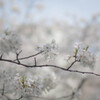神田川の桜