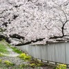 昨日の桜