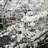 神田川の桜