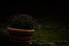 花鉢