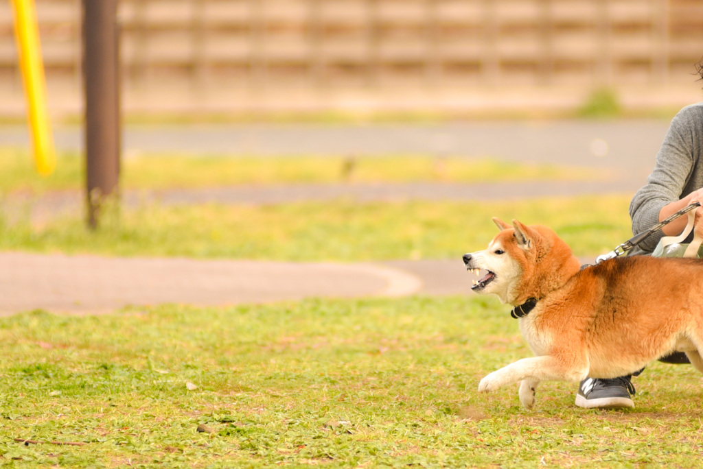 威嚇する犬