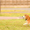 威嚇する犬