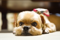 愛犬
