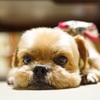 愛犬