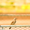 フェンスの鳥