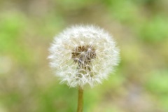 たんぽぽ