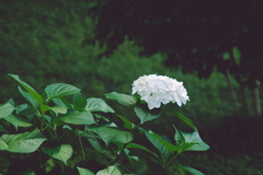 INDUSTAR-61L/Z 50mm F2.8