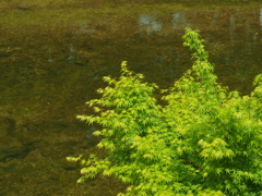 INDUSTAR 50-2 50mm F3.5
