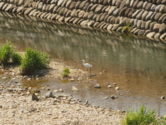 Pentax SMC Takumar 135mm F3.5