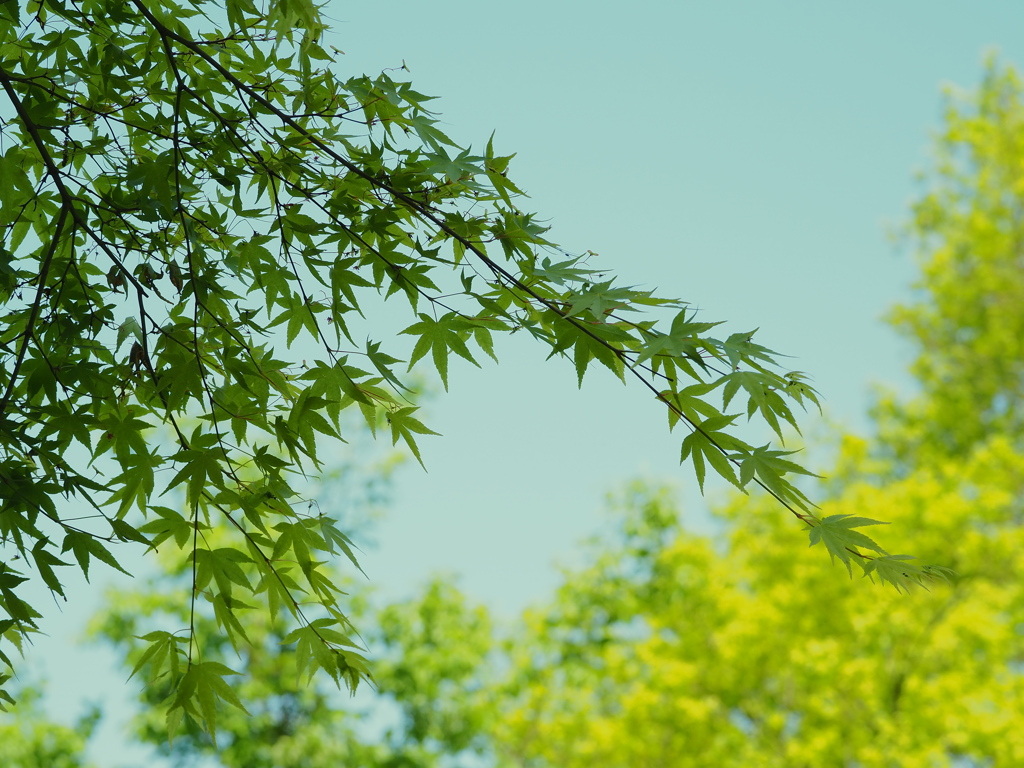 SIGMA 56mm F1.4 DC DN