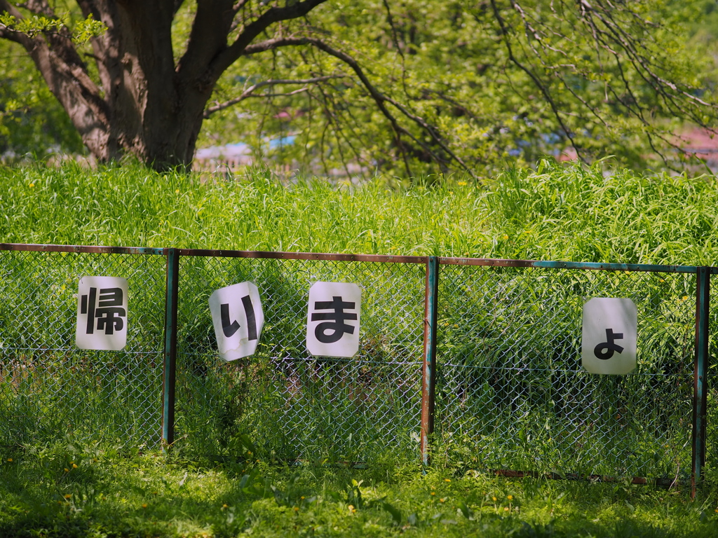 SIGMA 56mm F1.4 DC DN