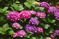 Pentax SMC Takumar 135mm F3.5