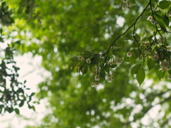 INDUSTAR-61L/Z 50mm F2.8