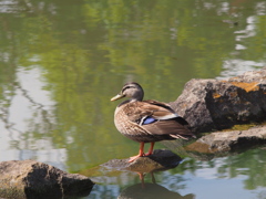 Pentax SMC Takumar 135mm F3.5