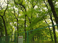 SIGMA 16mm F1.4 DC DN