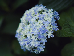 Pentax SMC Takumar 135mm F2.5