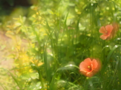 INDUSTAR-61L/Z 50mm F2.8