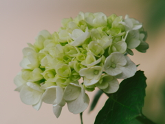 Pentax SMC Takumar 135mm F2.5