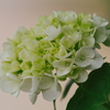 Pentax SMC Takumar 135mm F2.5