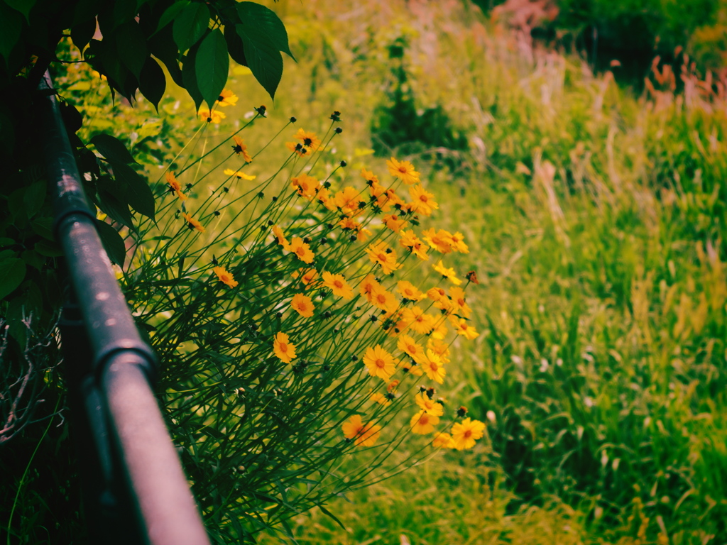 INDUSTAR-61L/Z 50mm F2.8