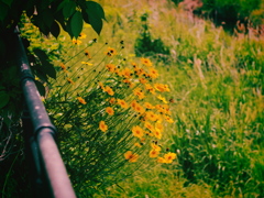 INDUSTAR-61L/Z 50mm F2.8