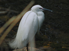 Soligor 400mm F6.3
