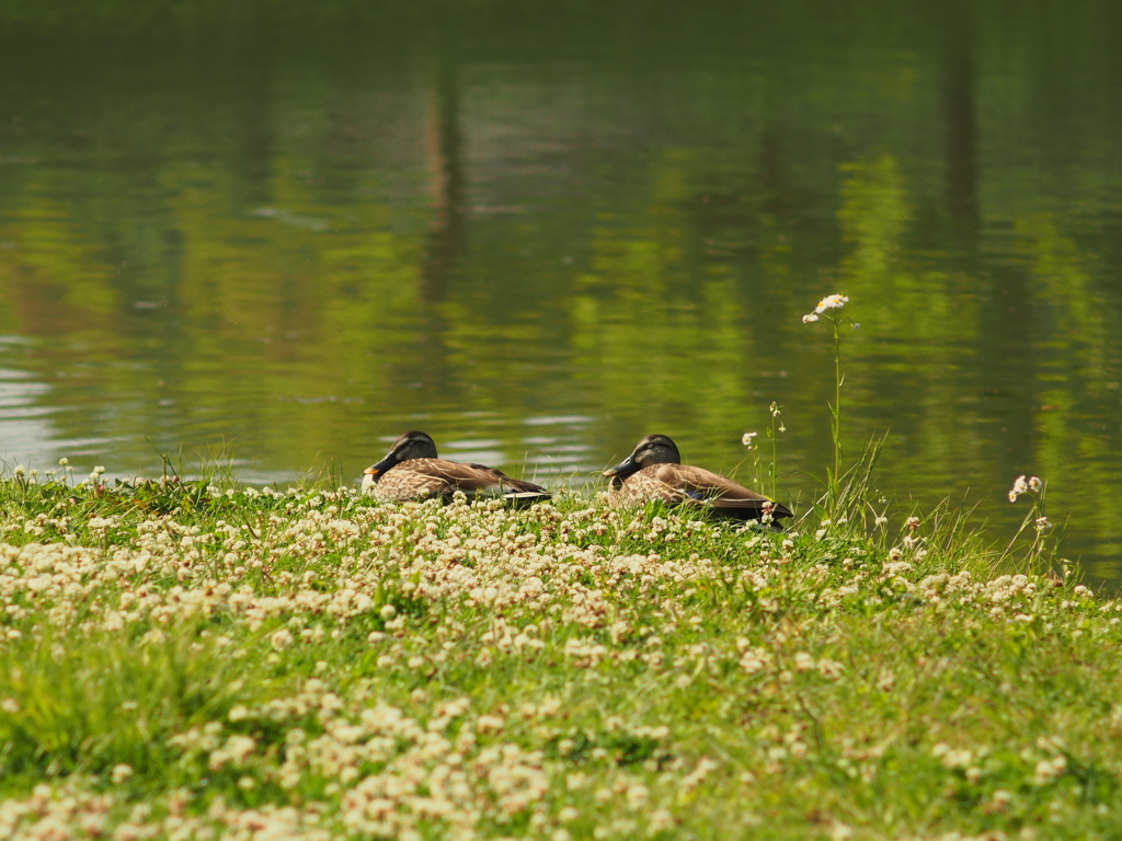 Pentax SMC Takumar 135mm F3.5