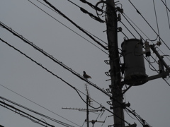 INDUSTAR-61L/Z 50mm F2.8